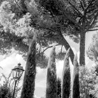 Roman trees